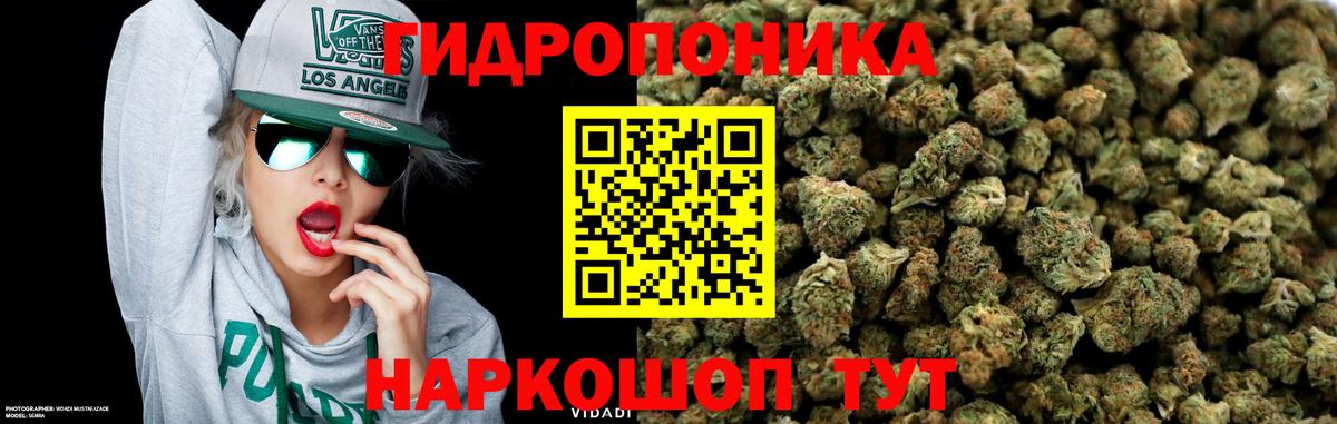Марихуана планчик  Конопля OG Kush  МАРИХУАНА THC 21%  Вход с VPN  Луга 